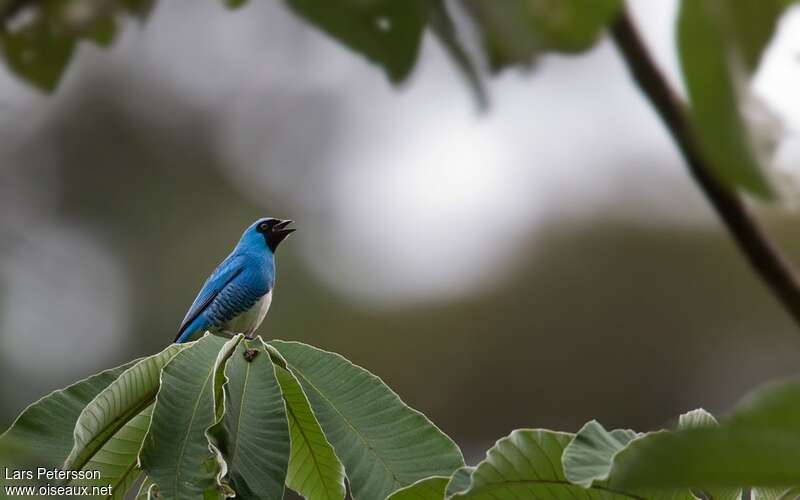 Swallow Tanager male adult, song