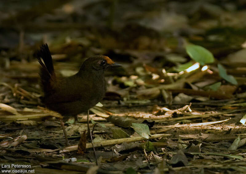 Rufous-fronted Antthrushadult, identification
