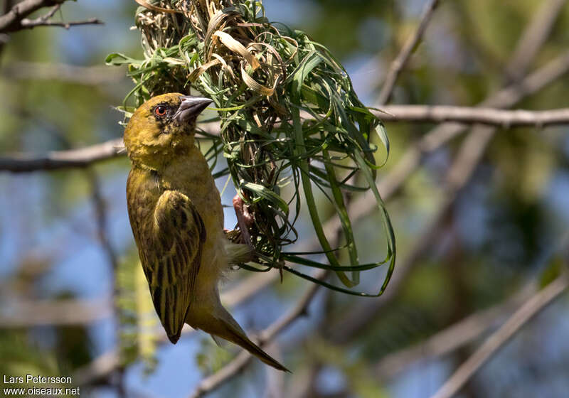 Southern Masked Weaver male Second year, identification