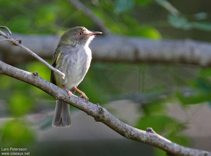 Pearly-vented Tody-Tyrant, close-up portrait
