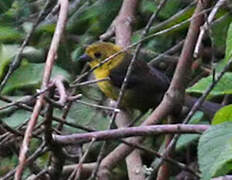 Yellow-headed Brushfinch