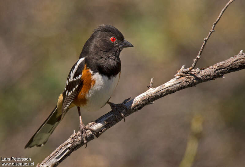 Spotted Towhee male adult, identification
