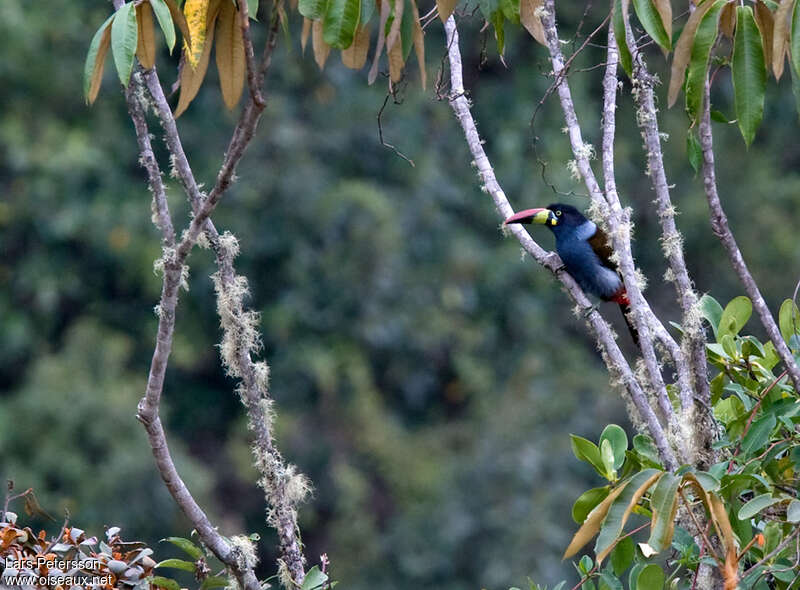 Toucan bleuadulte, habitat