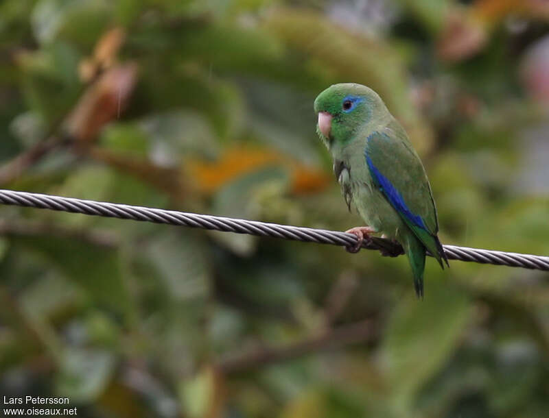 Spectacled Parrotlet male adult, identification
