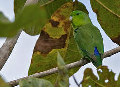 Blue-winged Parrotlet