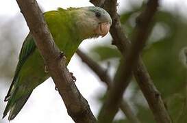 Grey-cheeked Parakeet