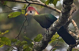 Red-crested Turaco