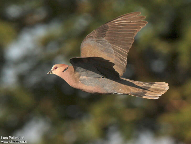Red-eyed Doveadult, Flight