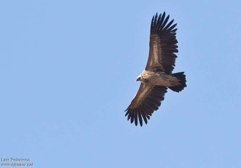 Himalayan Vulture, pigmentation, Flight