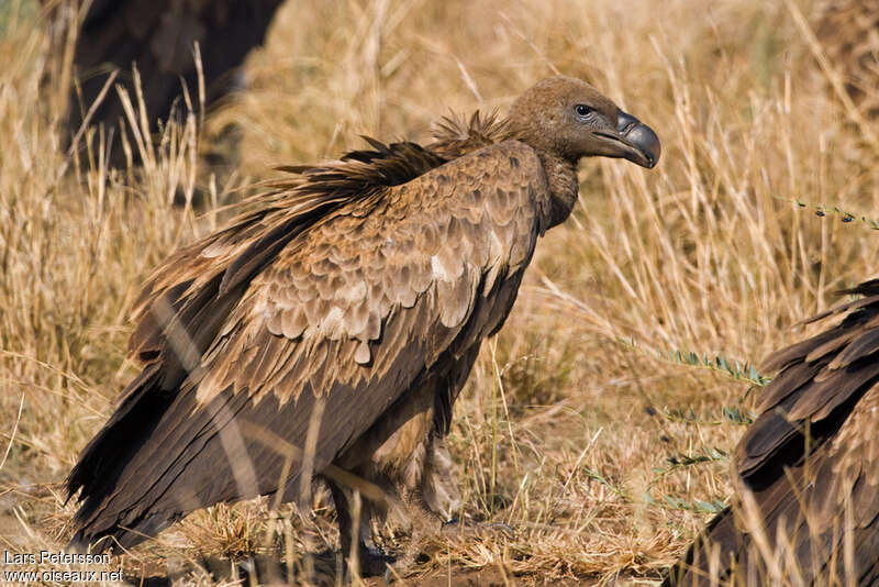 Rüppell's Vulturejuvenile, identification