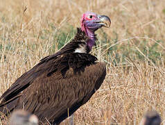 Lappet-faced Vulture