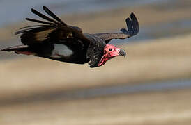 Red-headed Vulture