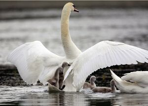 Cygne tubercul�