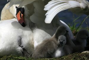 Cygne tubercul�