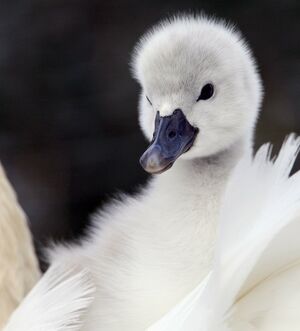 Cygne tubercul�