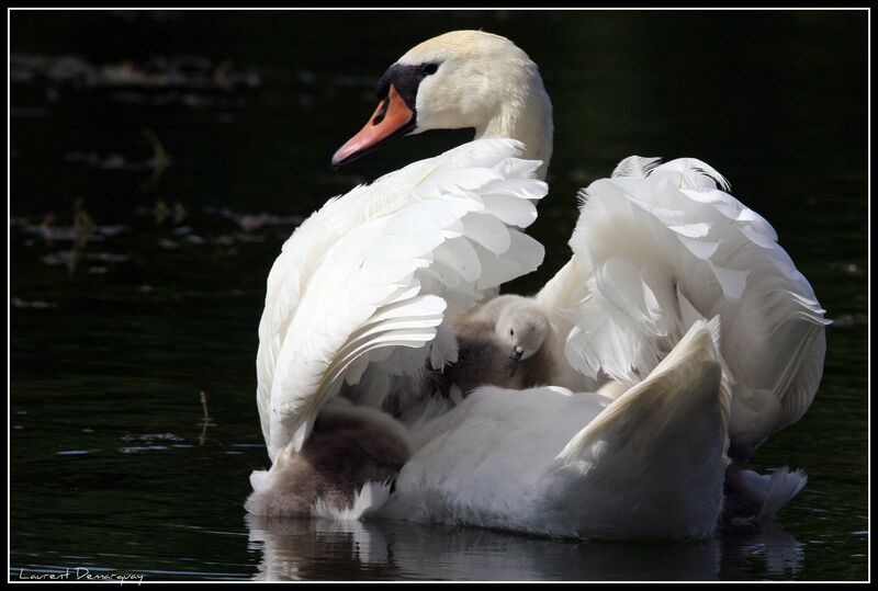 Mute Swan female, Behaviour