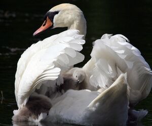 Cygne tubercul�