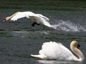Cygne tubercul�