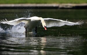 Cygne tubercul�