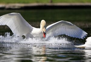 Cygne tubercul�