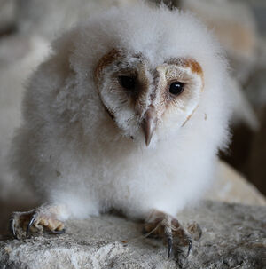 Western Barn Owl