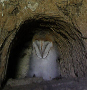 Western Barn Owl