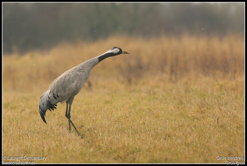 Common Crane, Behaviour