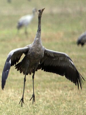 Grue cendr�e