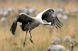 Grue cendr�e