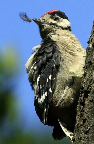 Great Spotted Woodpecker 
&copy; Laurent Demarquay