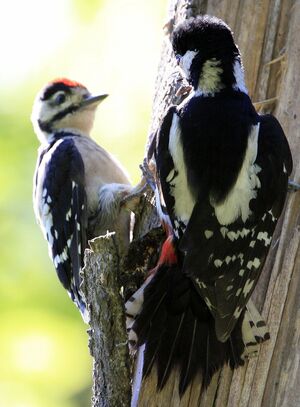 Great Spotted Woodpecker 
&copy; Laurent Demarquay