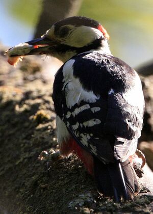 Great Spotted Woodpecker 
&copy; Laurent Demarquay