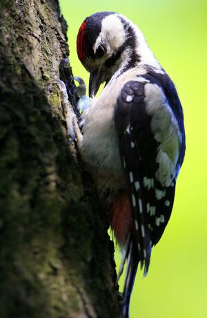 Great Spotted Woodpecker 
&copy; Laurent Demarquay