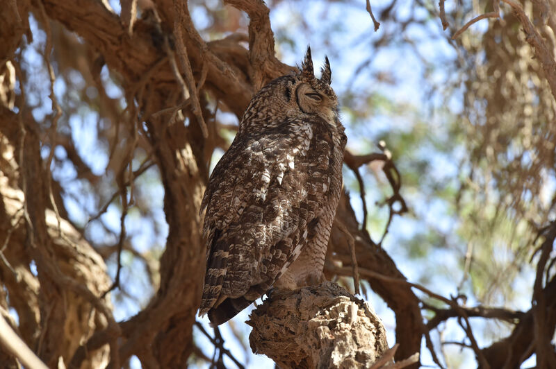 Spotted Eagle-Owl male