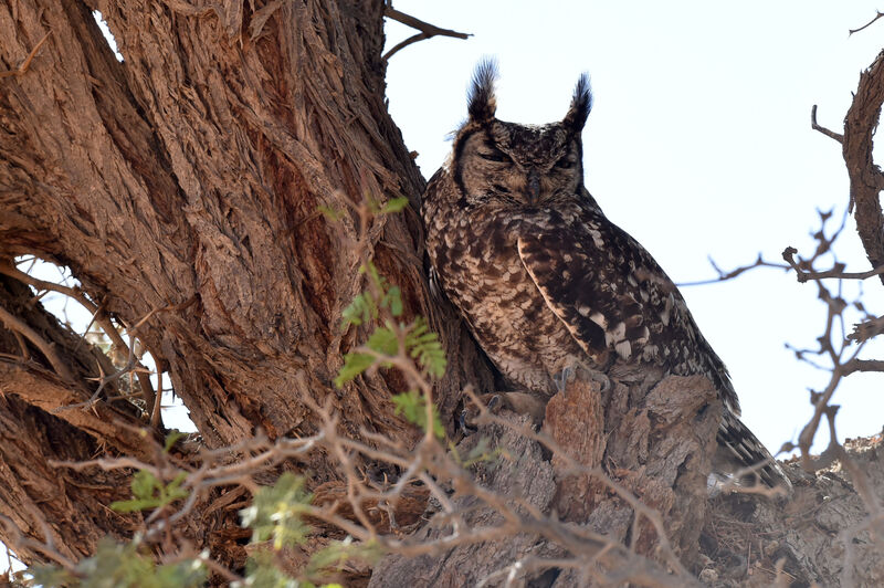 Spotted Eagle-Owl female