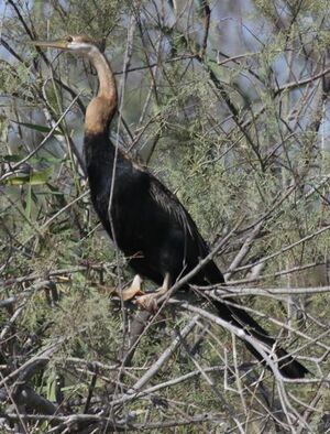 African Darter