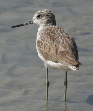 Common Greenshank 
&copy; Laurent Joubert
