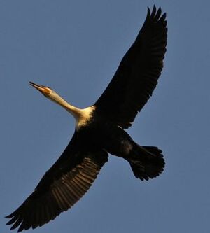 Cormoran � poitrine blanche