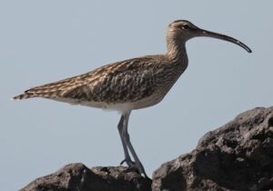 Whimbrel 
&copy; Laurent Joubert