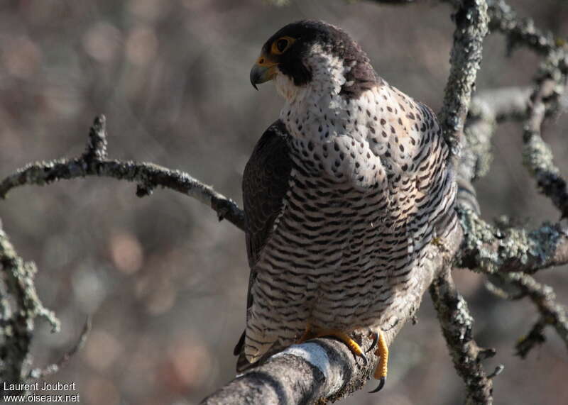 Peregrine Falcon male adult