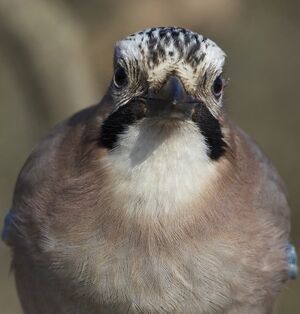 Eurasian Jay 
&copy; Laurent Joubert