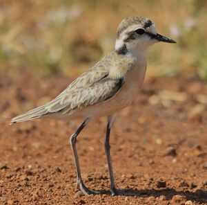 Kittlitz's Plover 
&copy; Laurent Joubert