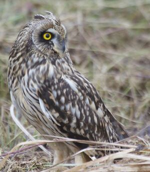 Hibou des marais 
&copy; Laurent Joubert