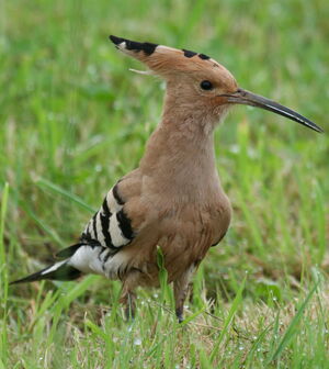 Eurasian Hoopoe