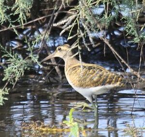 Greater Painted Snipe