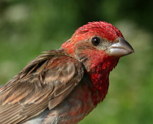 Common Rosefinch 
&copy; Laurent Joubert