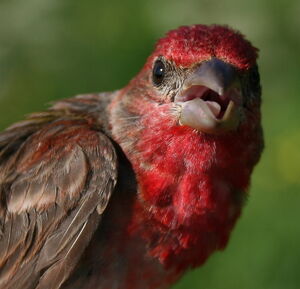 Common Rosefinch 
&copy; Laurent Joubert