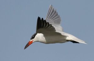 Caspian Tern 
&copy; Laurent Joubert