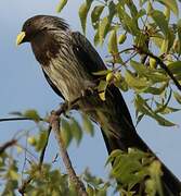 Western Plantain-eater