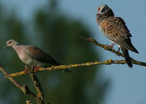 European Turtle Dove